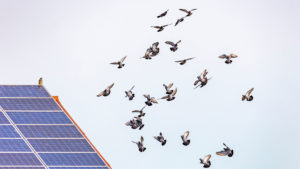 making your solar panel setup bird proof