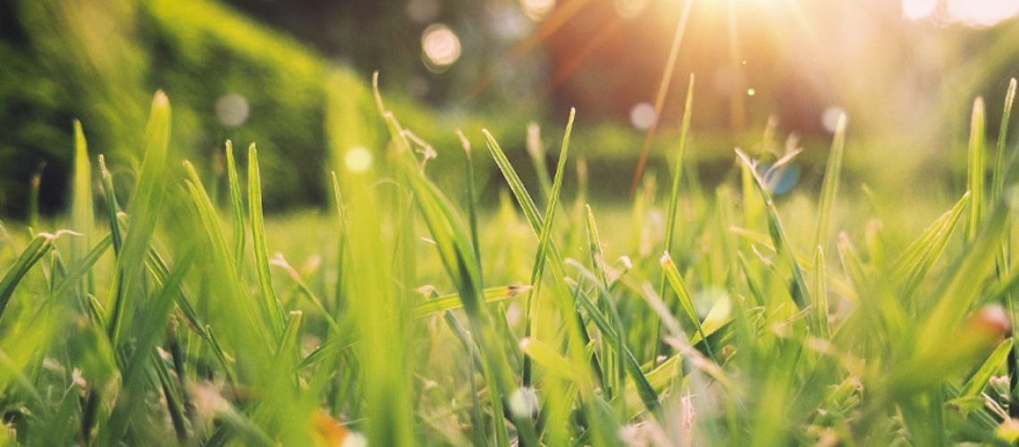 ray of sun shining in grass